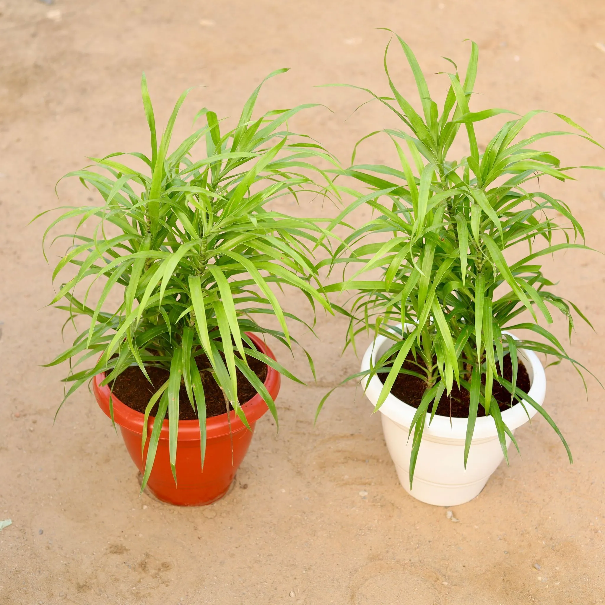 Dracaena Green in 10 Inch Classy Plastic Pot (any colour)