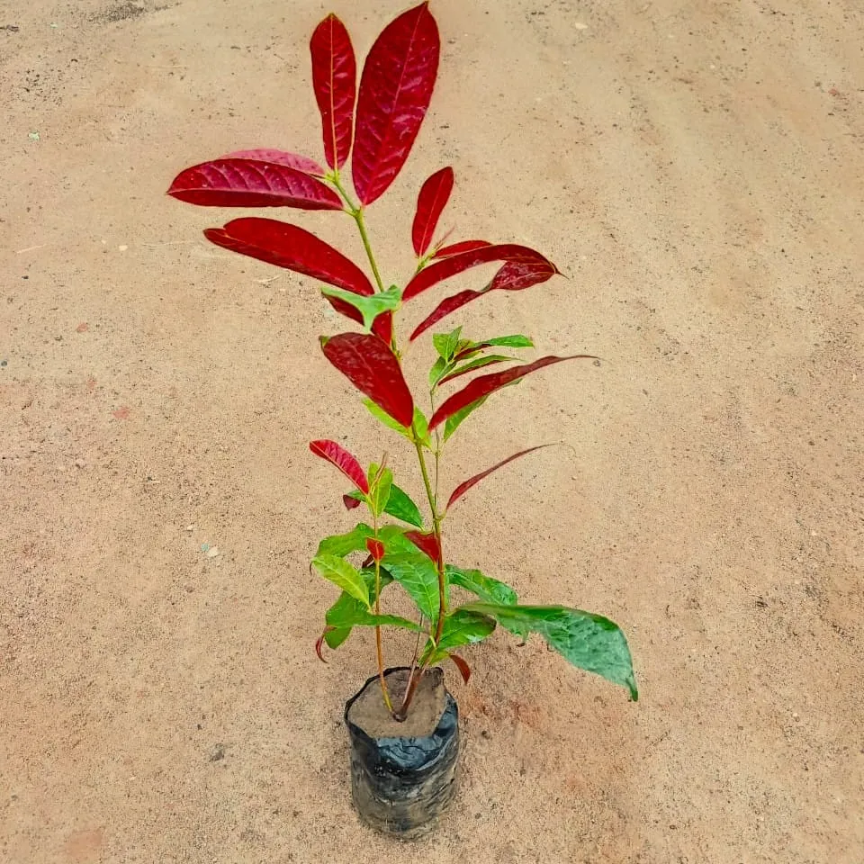 Laila Majnu / Excoecaria Bicolour in 4 Inch Nursery bag