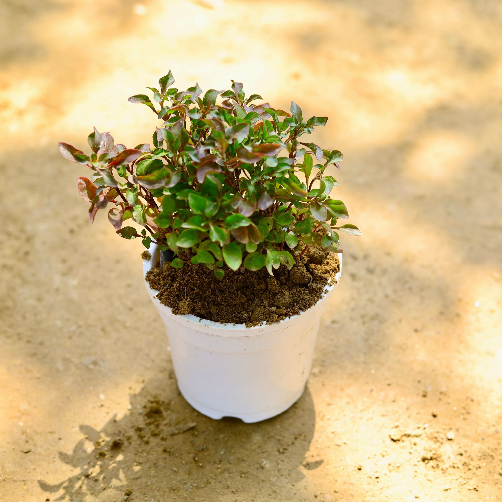 Alternanthera Red in 4 Inch Nursery Pot