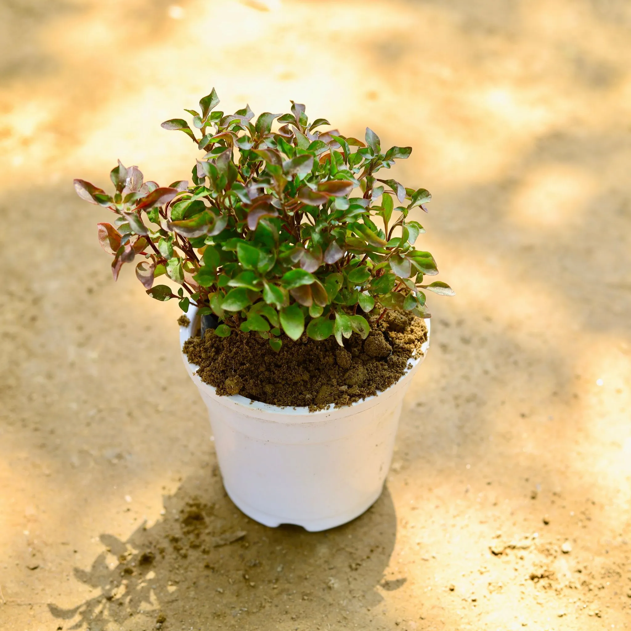 Alternanthera Red in 4 Inch Nursery Pot