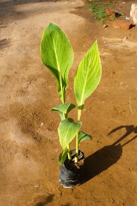 Buy Variegated canna lily in 7 Inch Nursery Bag  Online | Urvann.com