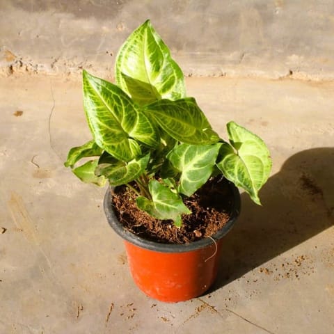 Syngonium light green in 4 Inch Nursery Pot