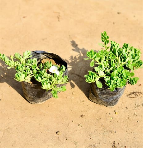 Set of 2 - Purslane / Kulfa in 4 inch Nursery bag