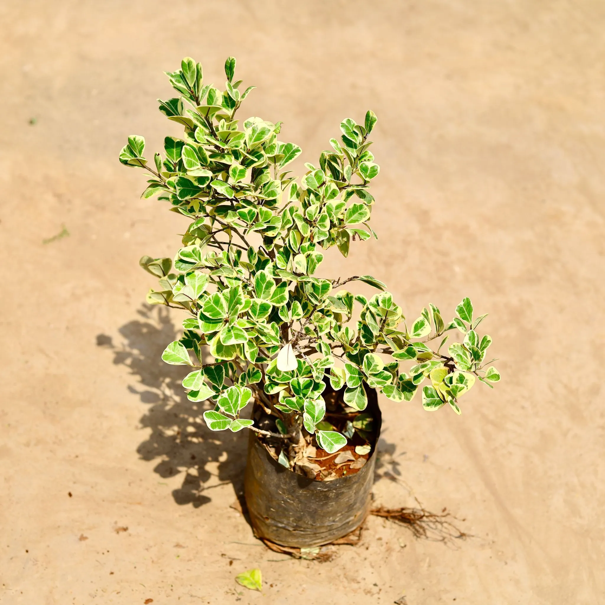 Ficus Triangularis in 8 inch Nursery bag