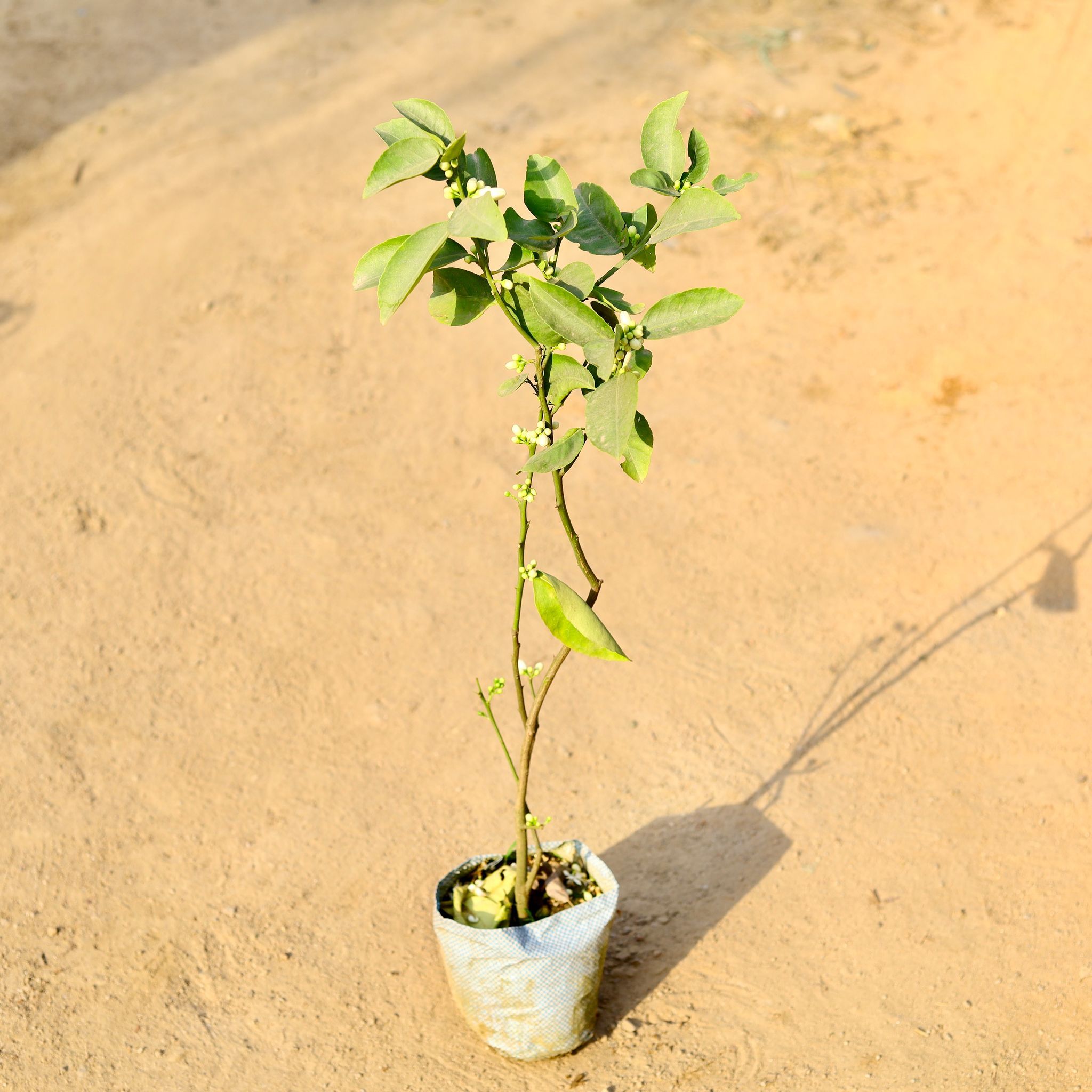 Mosambi / Sweet Lemon in 8 Inch Nursery Bag