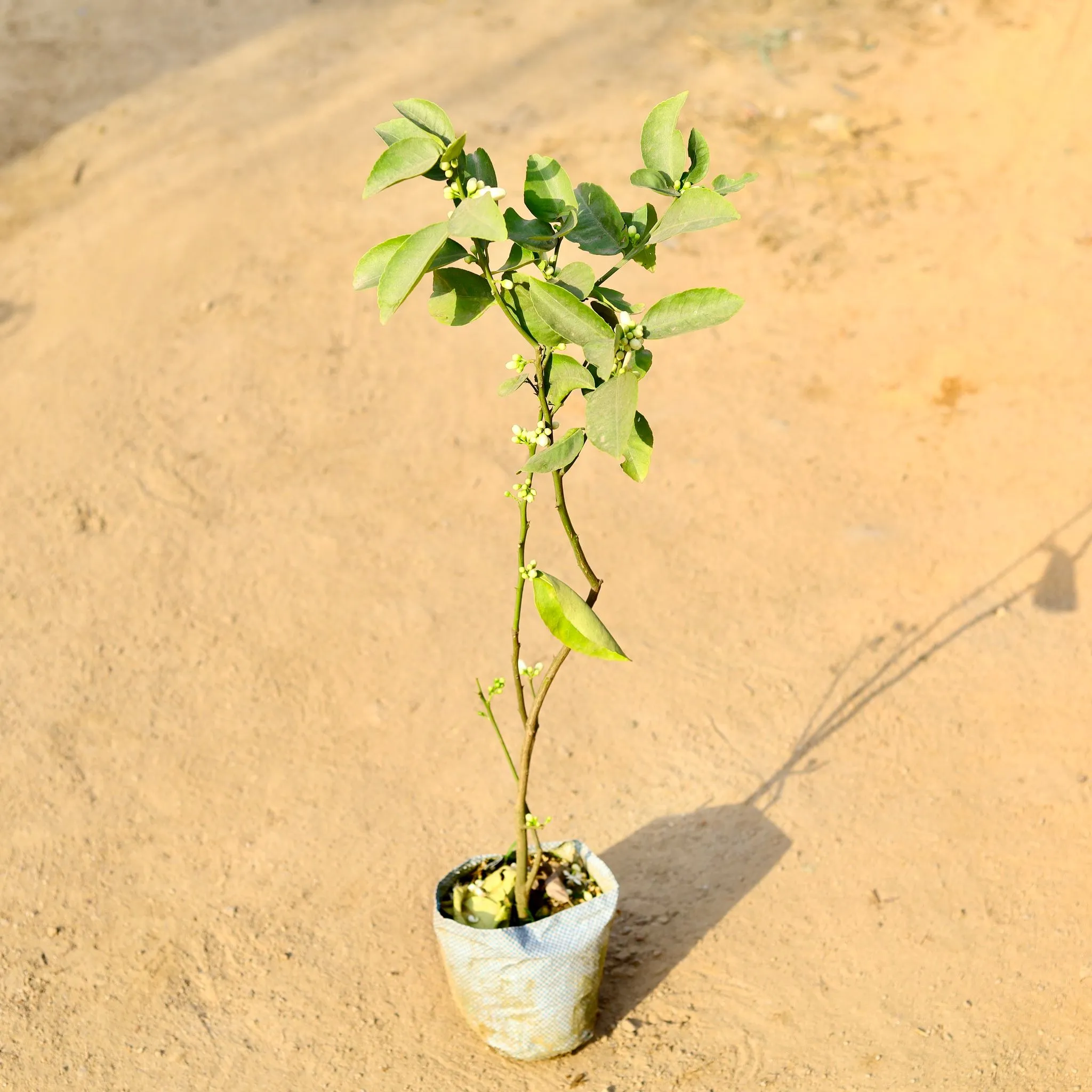 Mosambi / Sweet Lemon in 8 Inch Nursery Bag