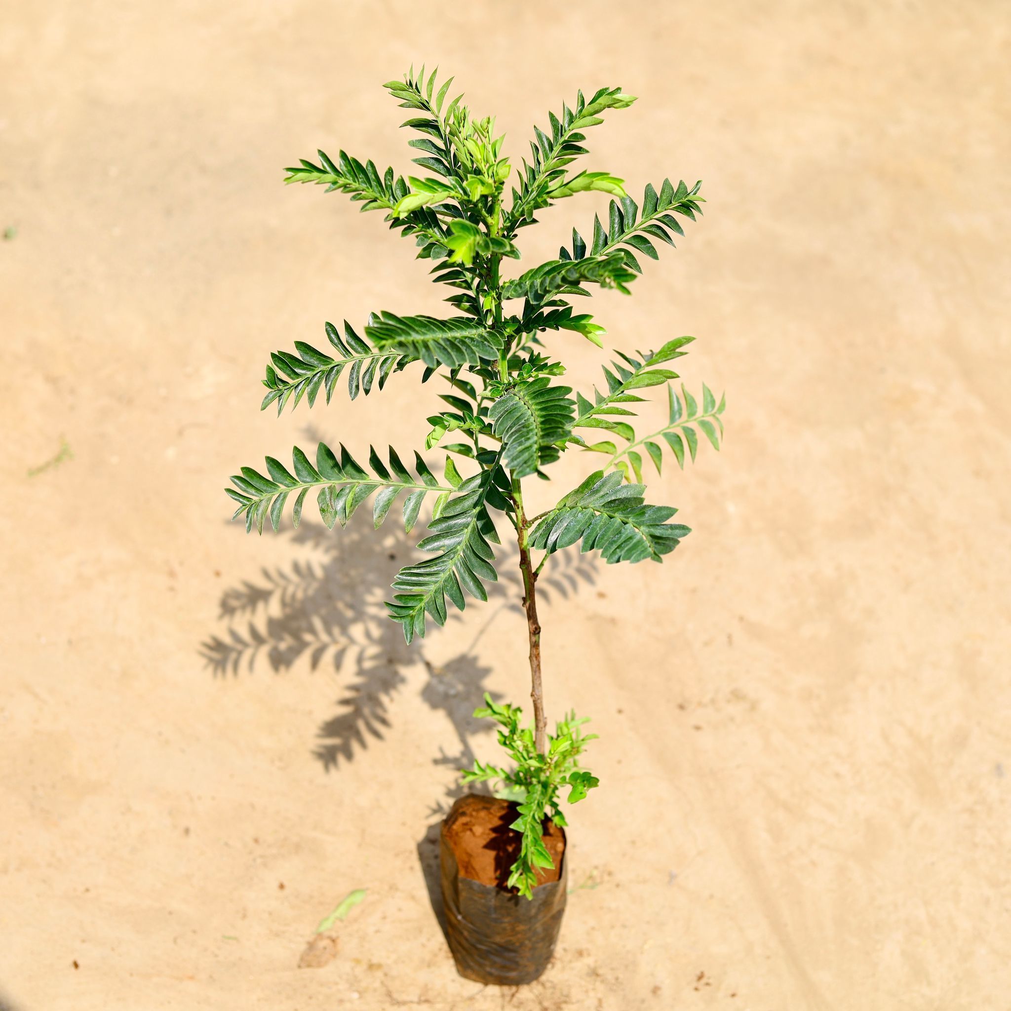 Retrophyllum in 4 inch Nursery bag