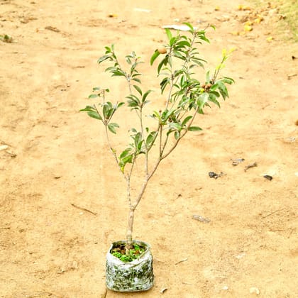 Buy Chiku / Sapodilla (~ 4 Ft) in 10 Inch Nursery Bag Online | Urvann.com