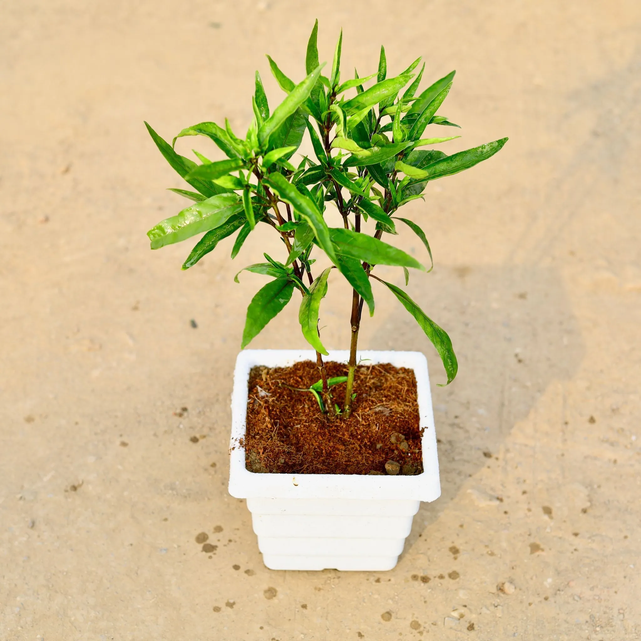 Sukh Shanti in 4 Inch White Marble Premium Orchid Square Plastic Pot