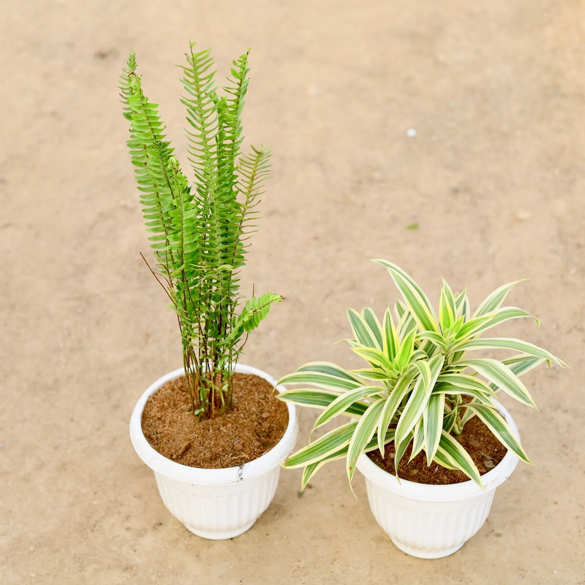 Set of 2 - Boston Fern & Song of India in 8 Inch Olive White Plastic Pot
