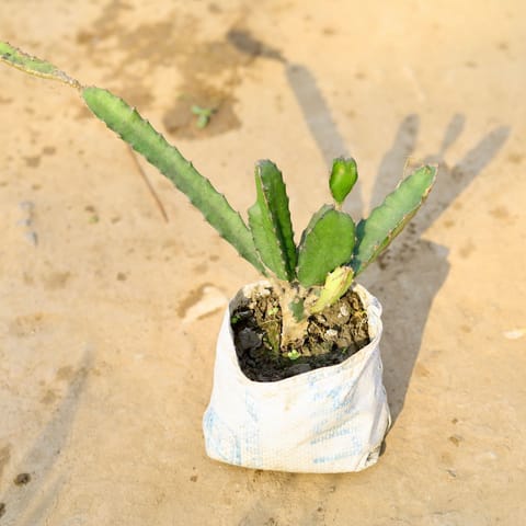 Dragon Fruit in 4 Inch Nursery Bag