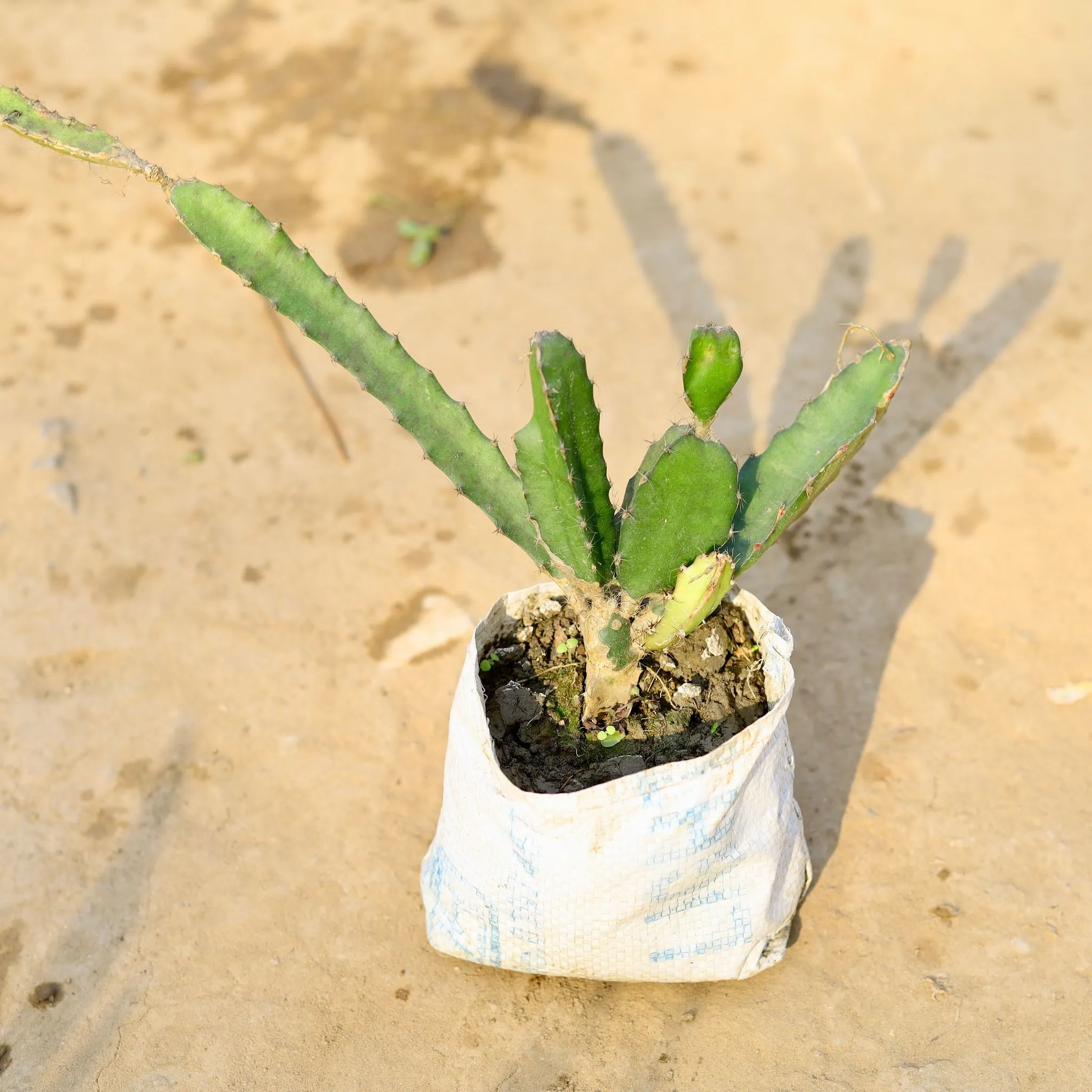 Dragon Fruit in 4 Inch Nursery Bag