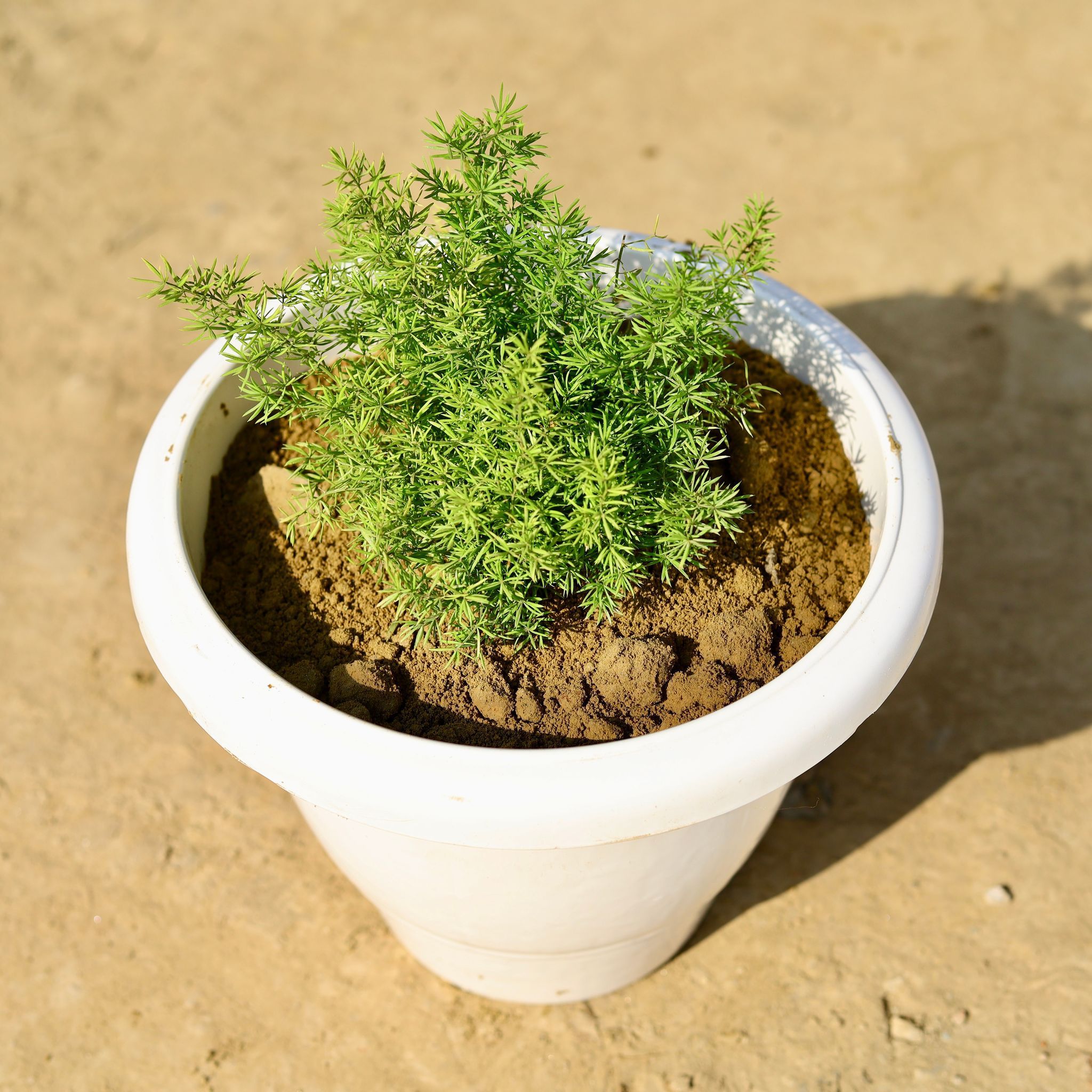 Asparagus Mary in 8 Inch Classy White Plastic Pot