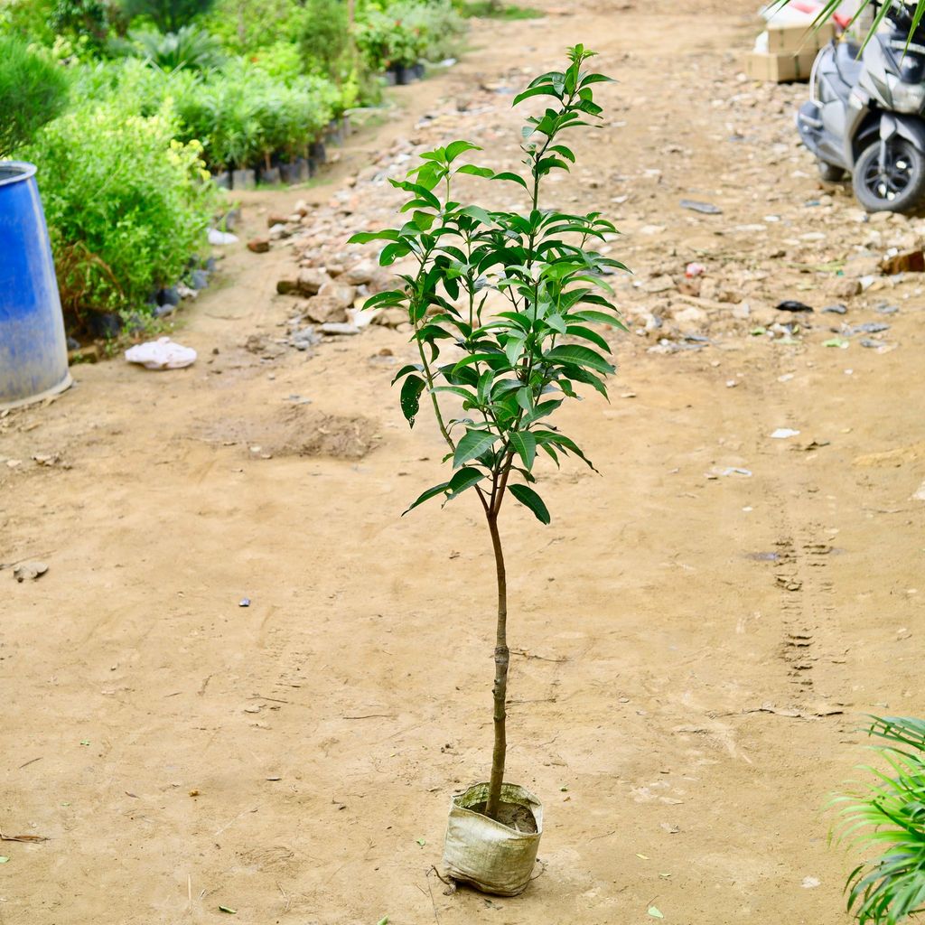 Thai Mango / Aam (All Season) (~ 4 Ft) in 8 Inch Nursery Bag