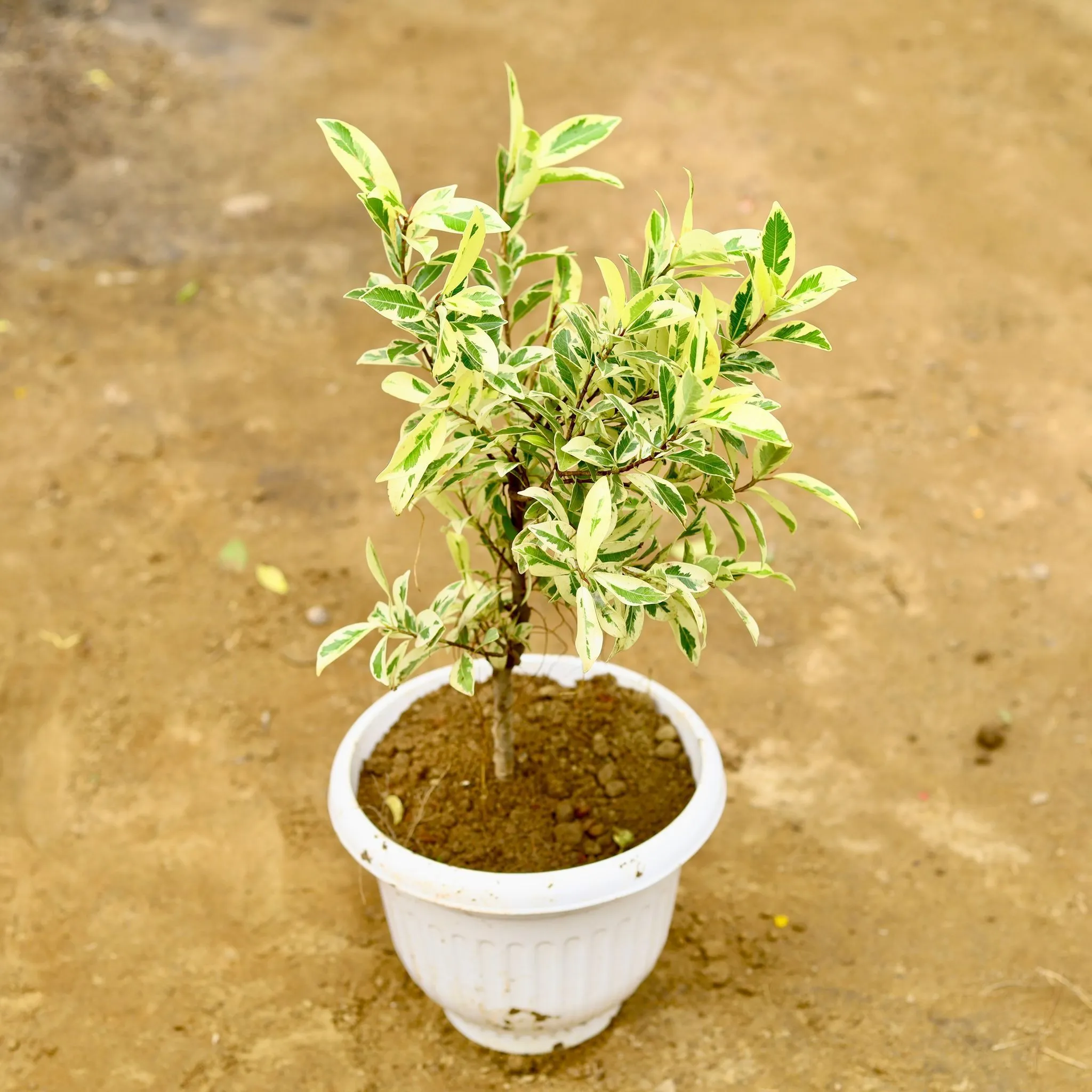 Ficus Safari in 10 Inch White Olive Plastic Pot