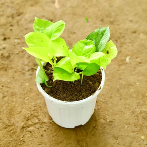 Golden Money Plant in 6 Inch Super White Nursery Pot