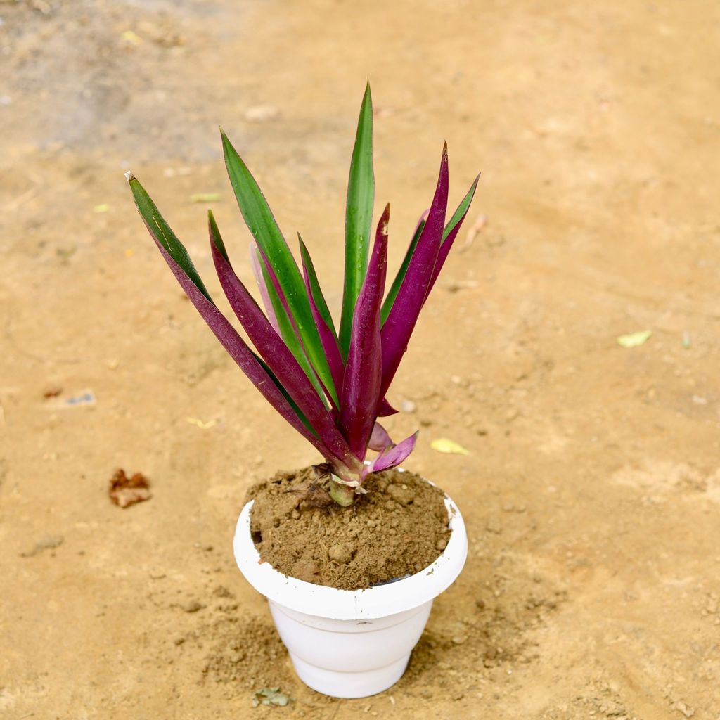Buy Rhoeo / Durangi Big Leaf in 6 Inch White Classy Plastic Pot Online | Urvann.com Rhoeo / Durangi Big Leaf in 6 Inch White Classy Plastic Pot