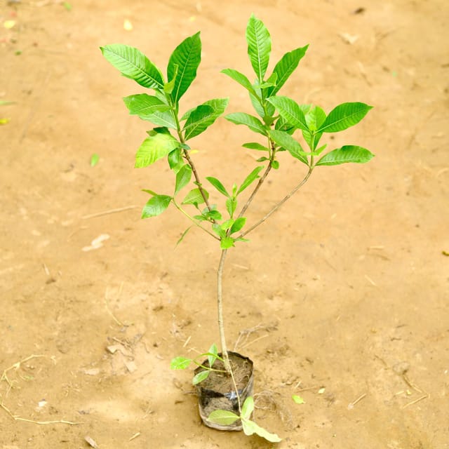 Gardenia / Gandhraaj in 4 Inch Nursery Bag