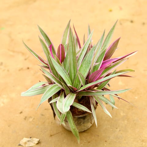 Rhoeo / Durangi Pink in 6 Inch Nursery Pot