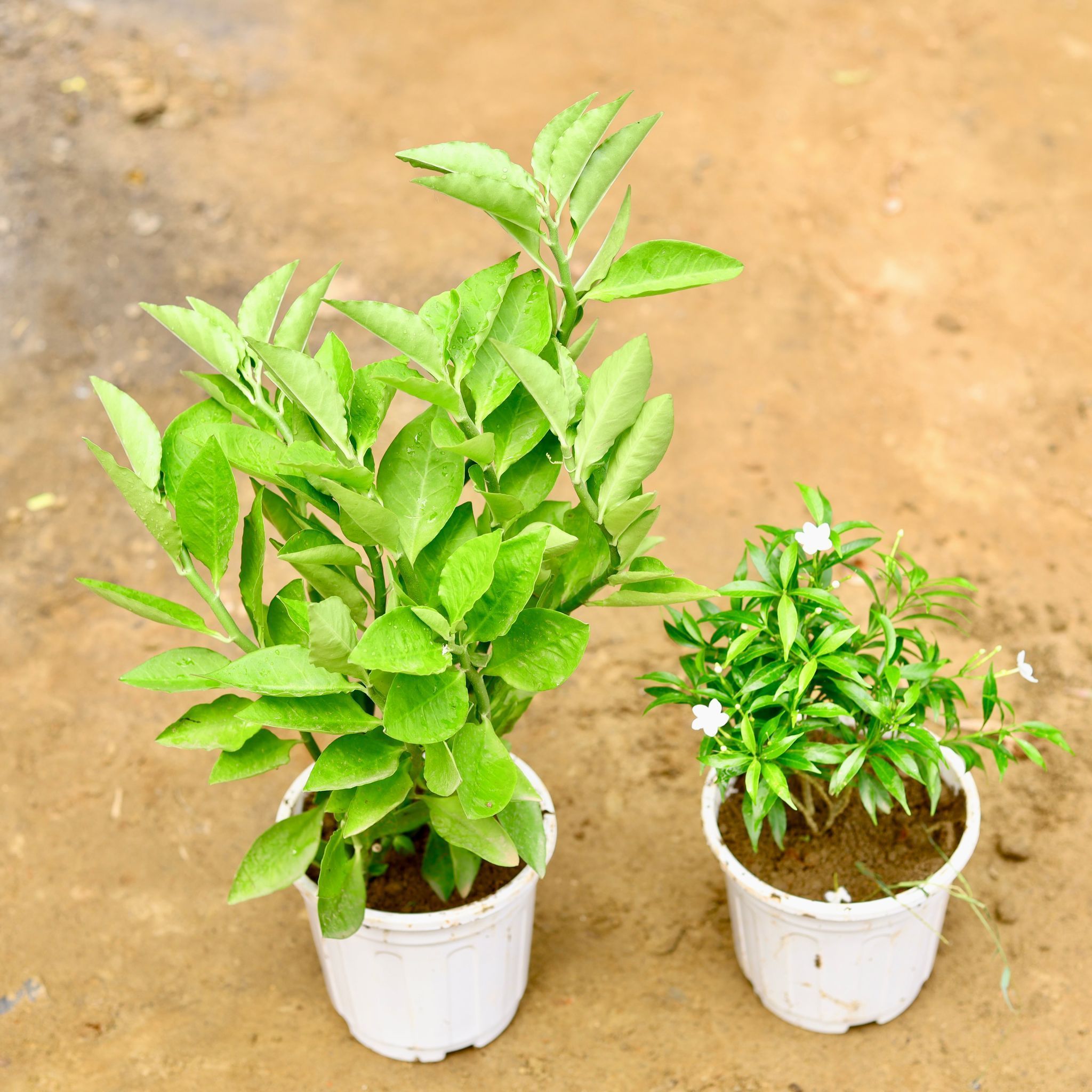 Set of 2 - Pedilianthus Green / Devil's Backbone & Chandni Dwarf in 6 Inch Super White Nursery Pot