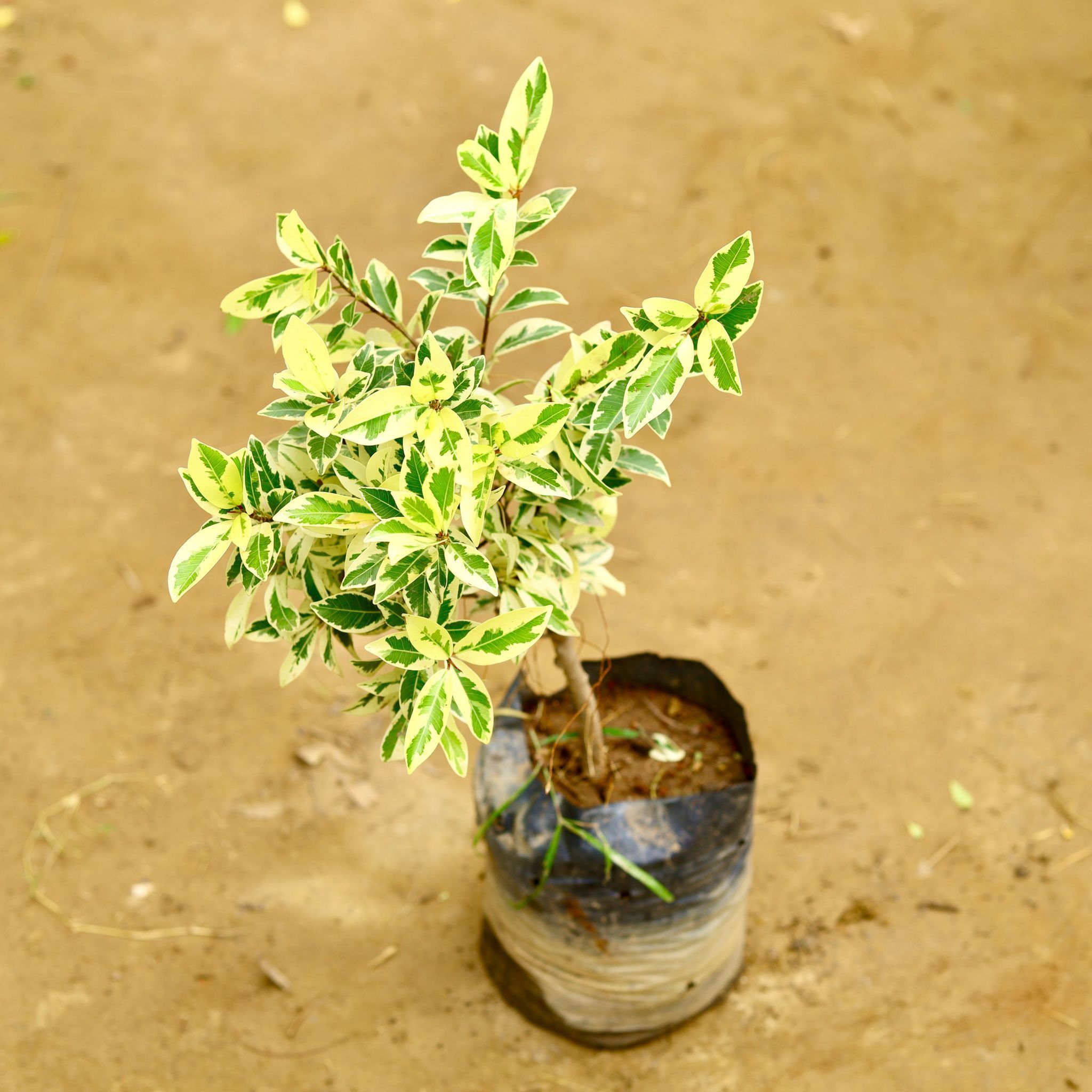 Ficus Safari in 6 Inch Nursery Bag