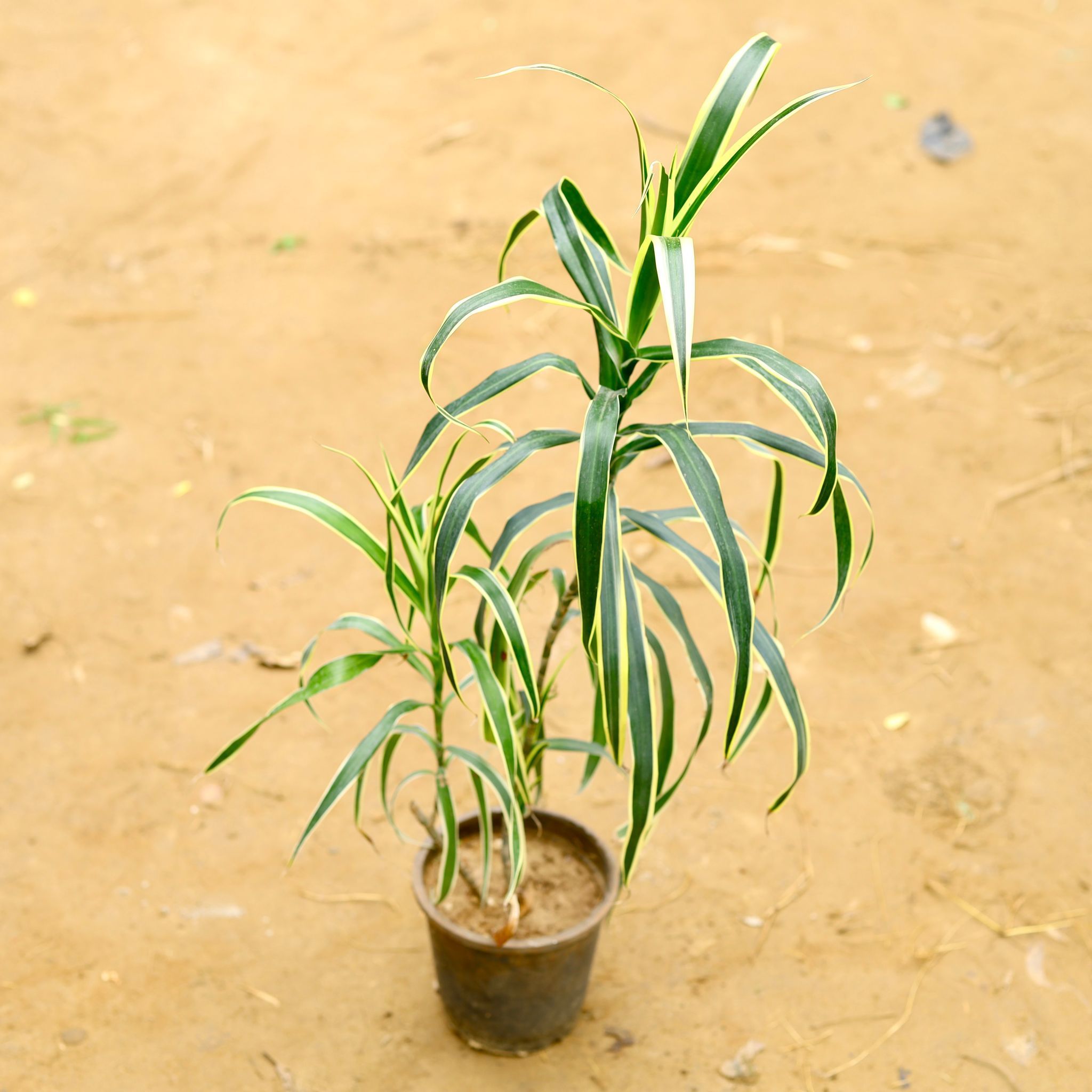 Dracaena Jamaica in 6 Inch Nursery Pot