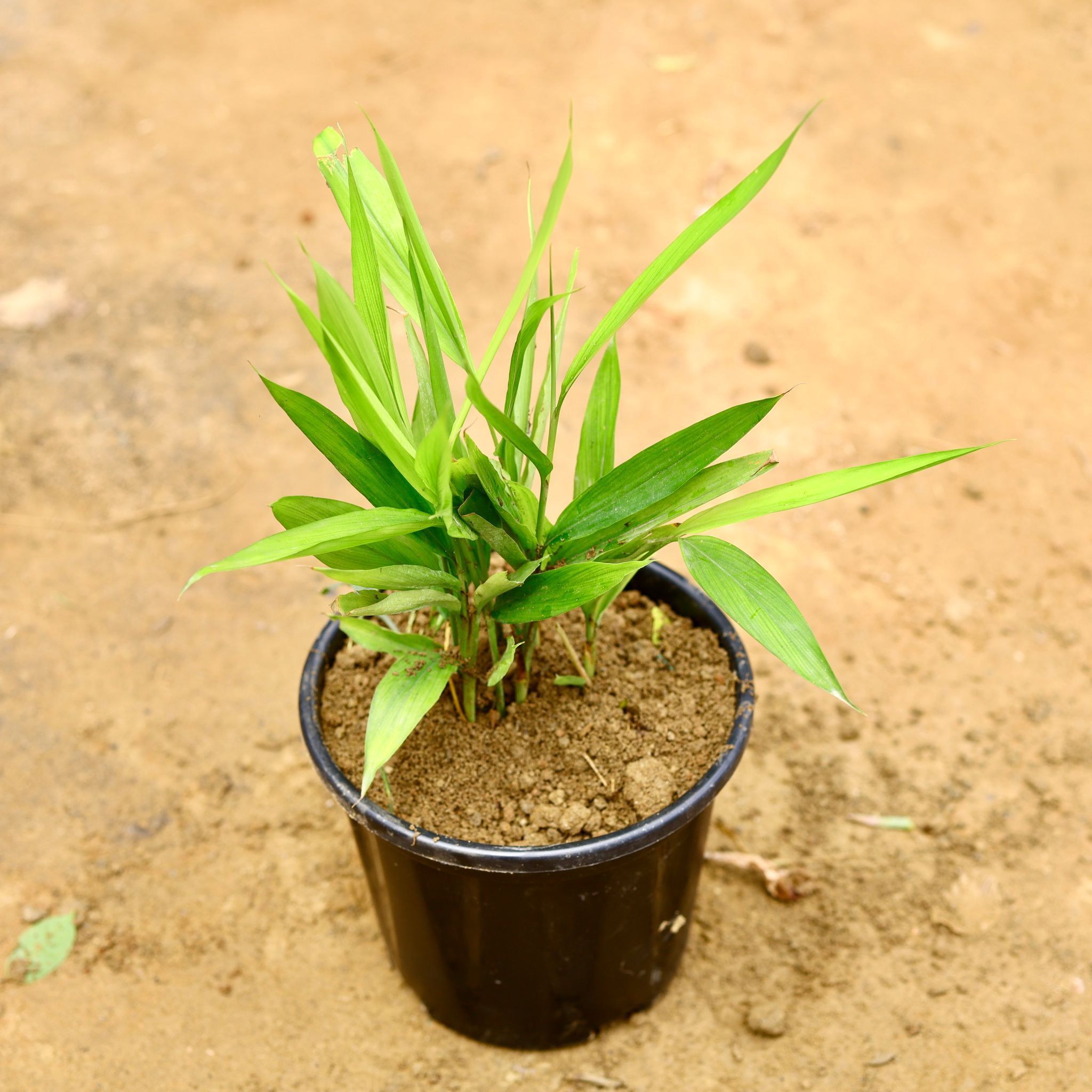 Elaichi / Cardamom in 8 Inch Nursery Pot