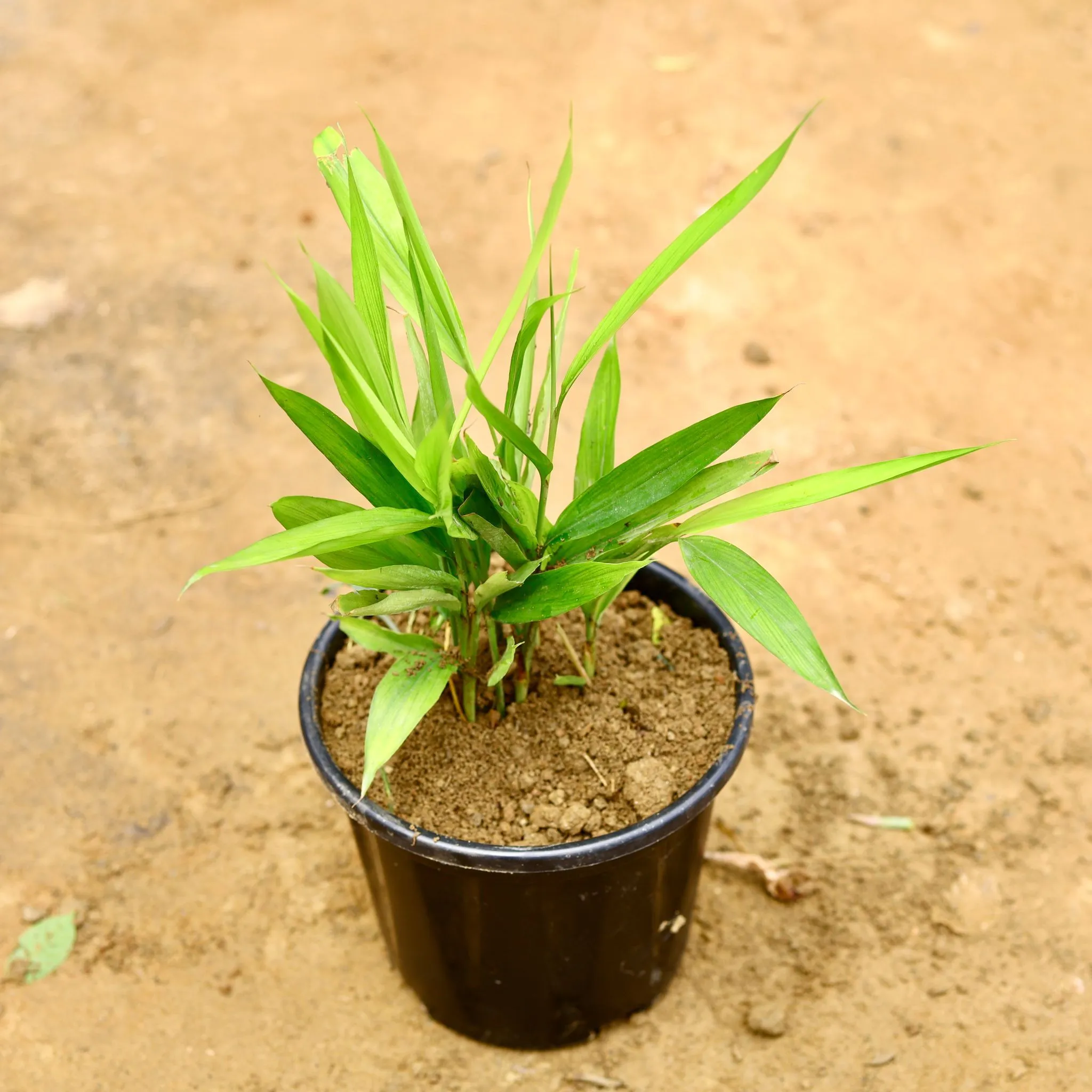 Elaichi / Cardamom in 8 Inch Nursery Pot