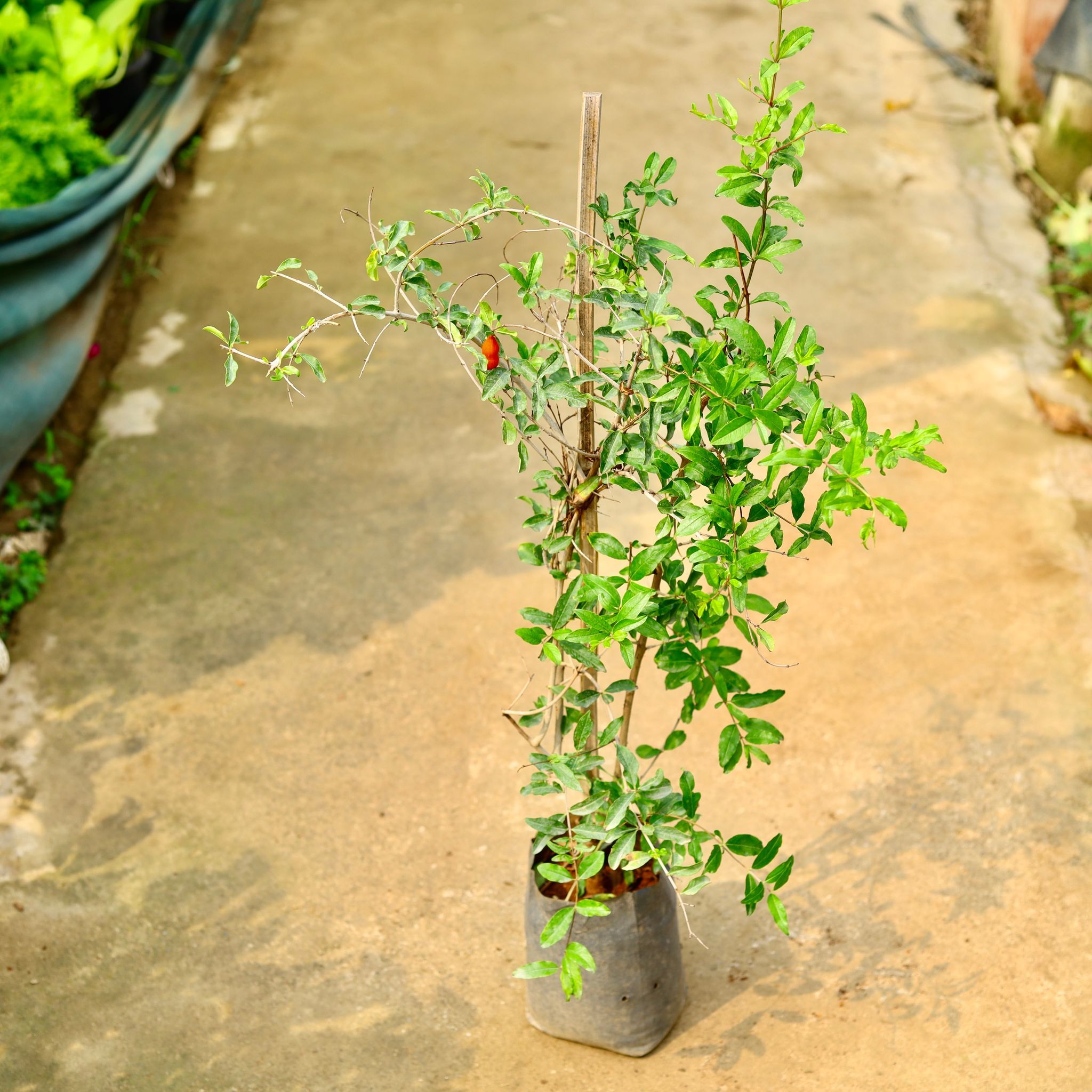 Anar / Pomegranate in 8 Inch Nursery Bag
