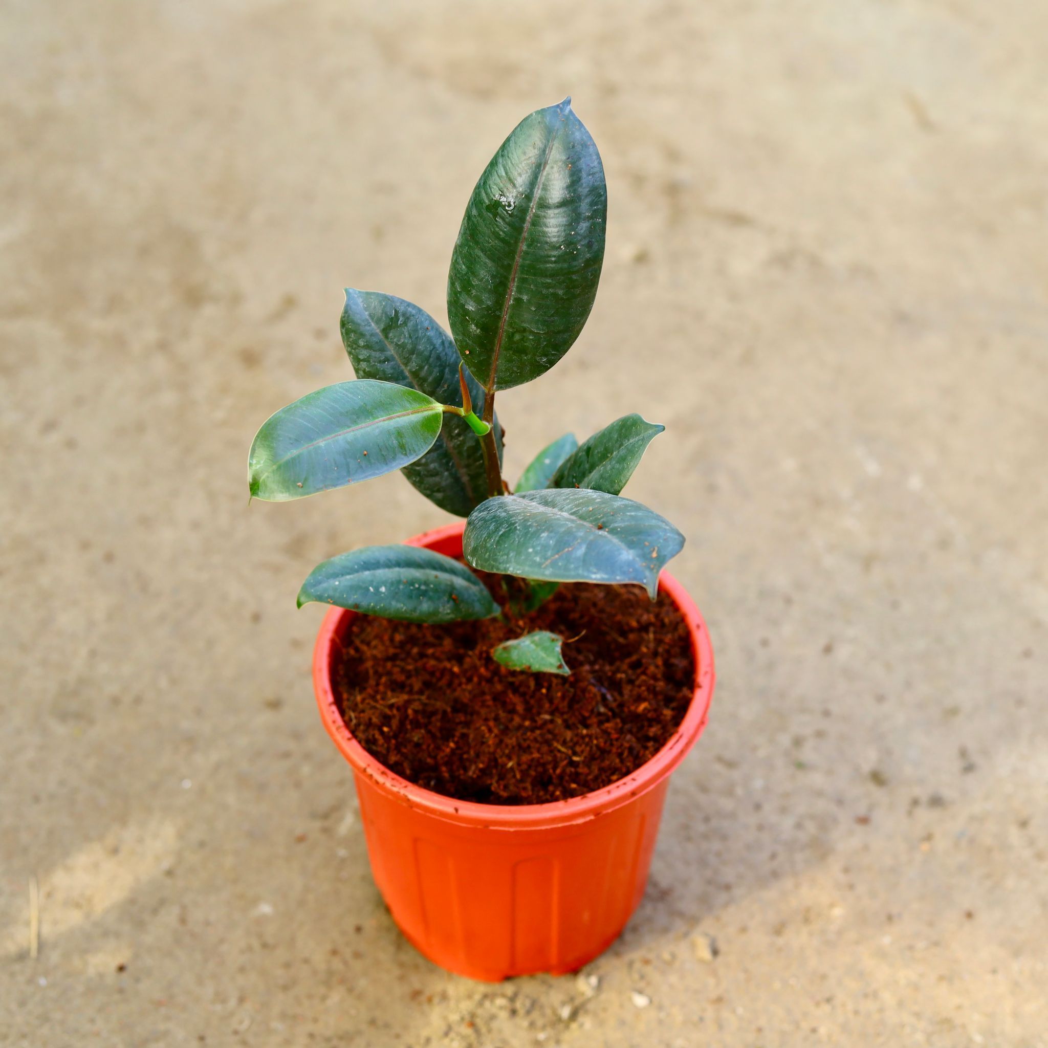 Rubber Black in 6 Inch Red Super Nursery Pot