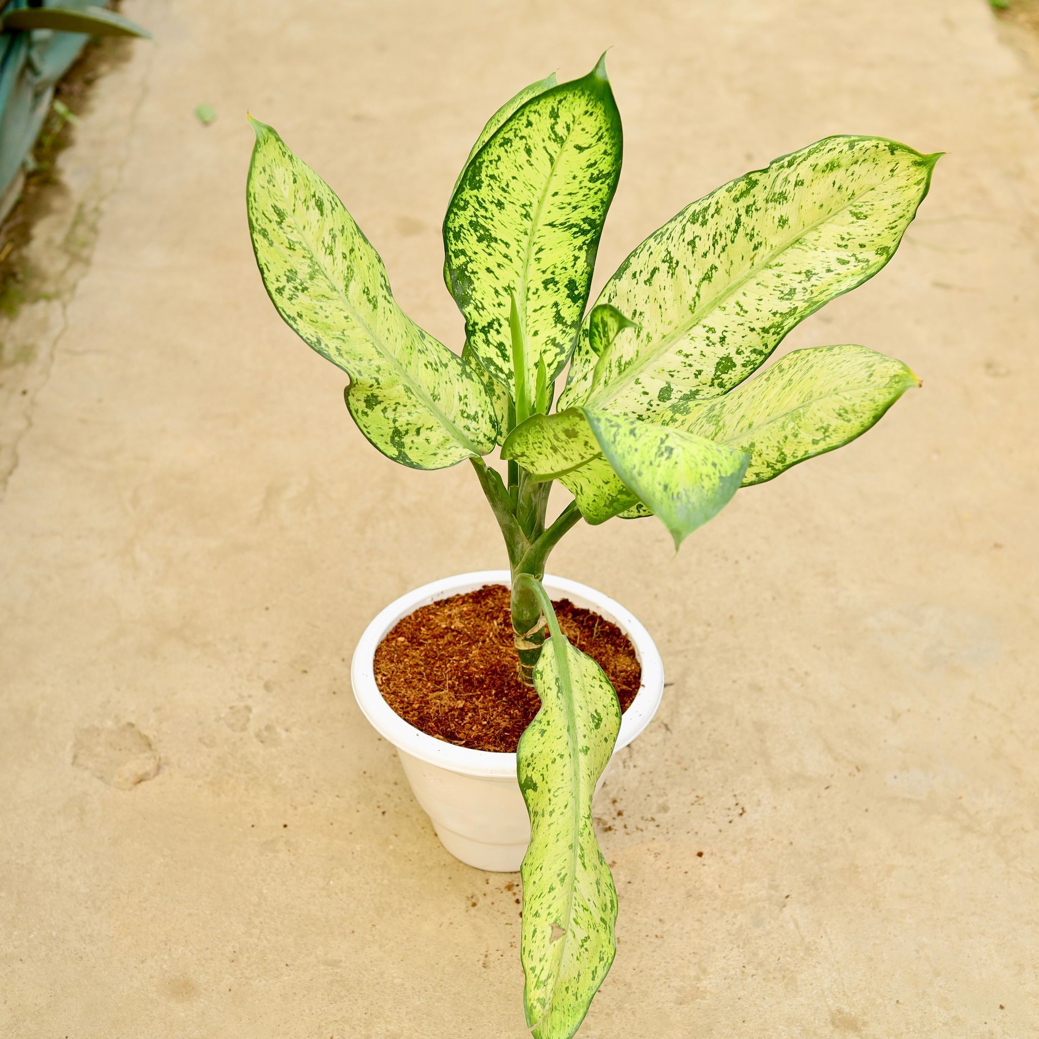 Aglaonema Pinky in 10 Inch White Classy Plastic Pot