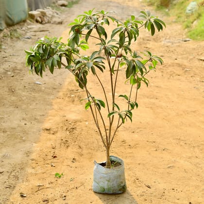 Buy Cheeku / Sapodilla (~ 3.5 Ft) in 10 Inch Nursery Bag Online | Urvann.com