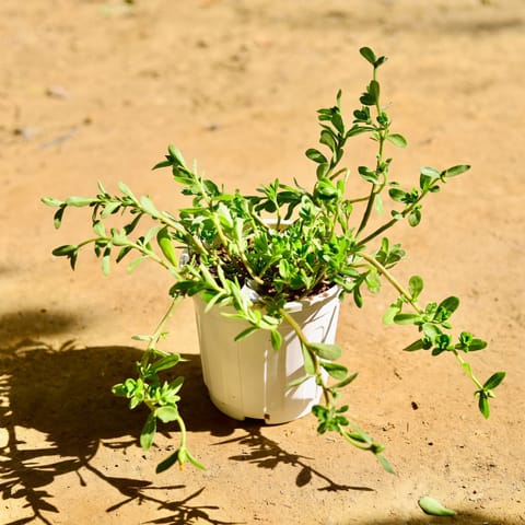 Kulfa / Purslane in 6 Inch White Super Nursery Pot