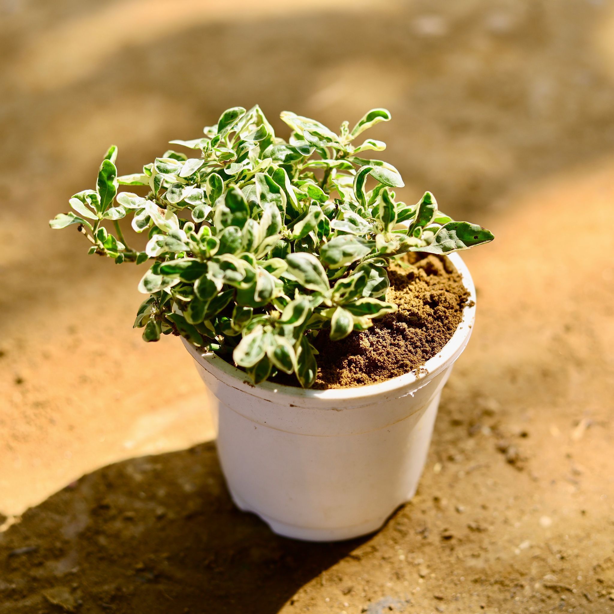 Alternanthera White in 4 Inch Nursery Pot