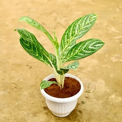 Aglaonema Stripes in 8 Inch White Olive Plastic Pot