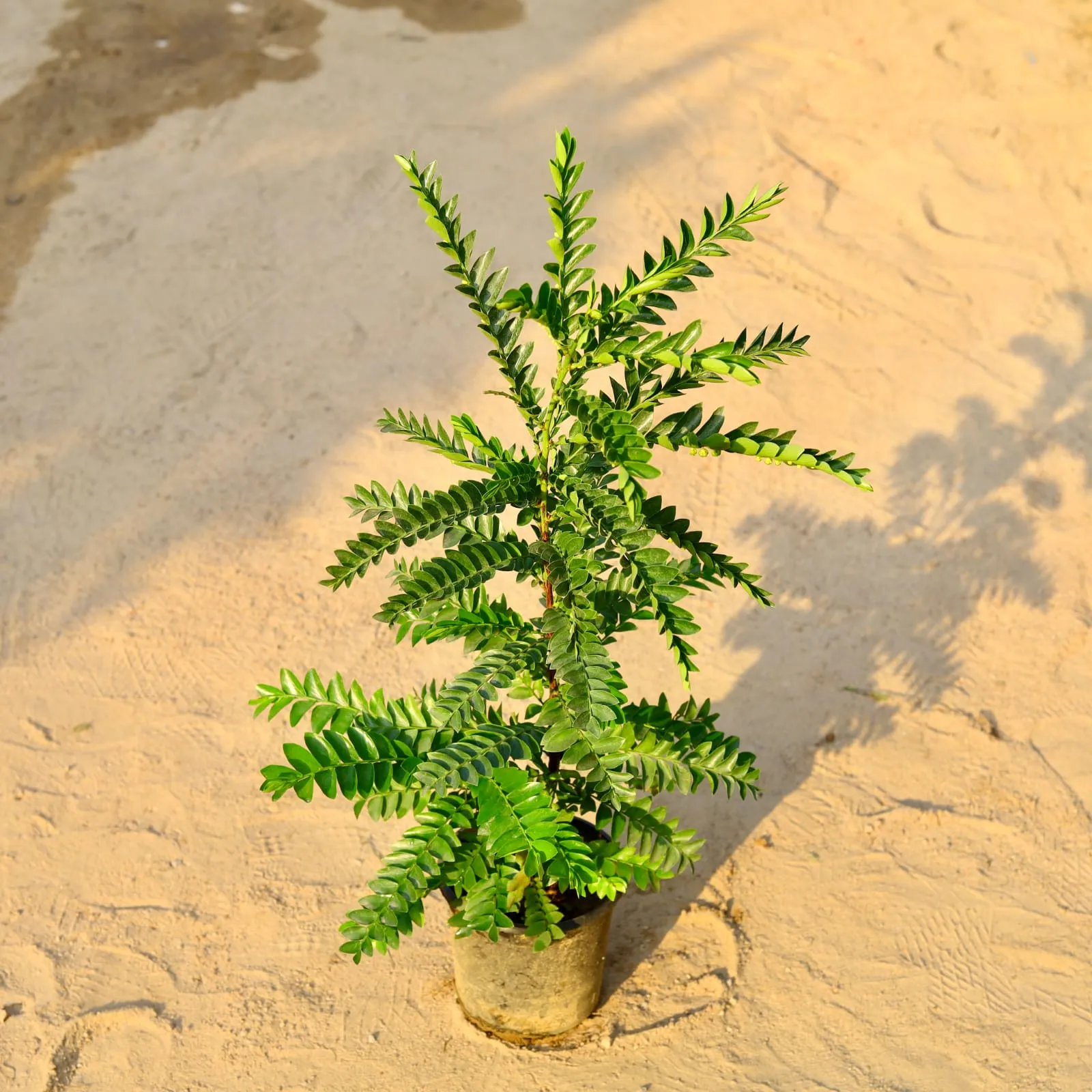 Aamras Green Bushy in 6 Inch Nursery Pot