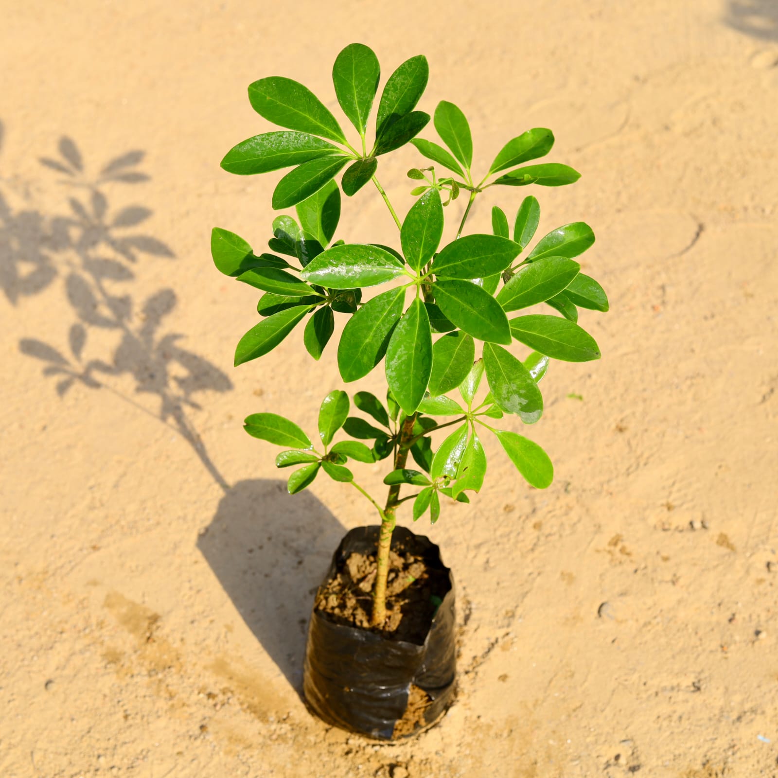 Schefflera Green (~ 1 Ft) in 4 Inch Nursery Bag