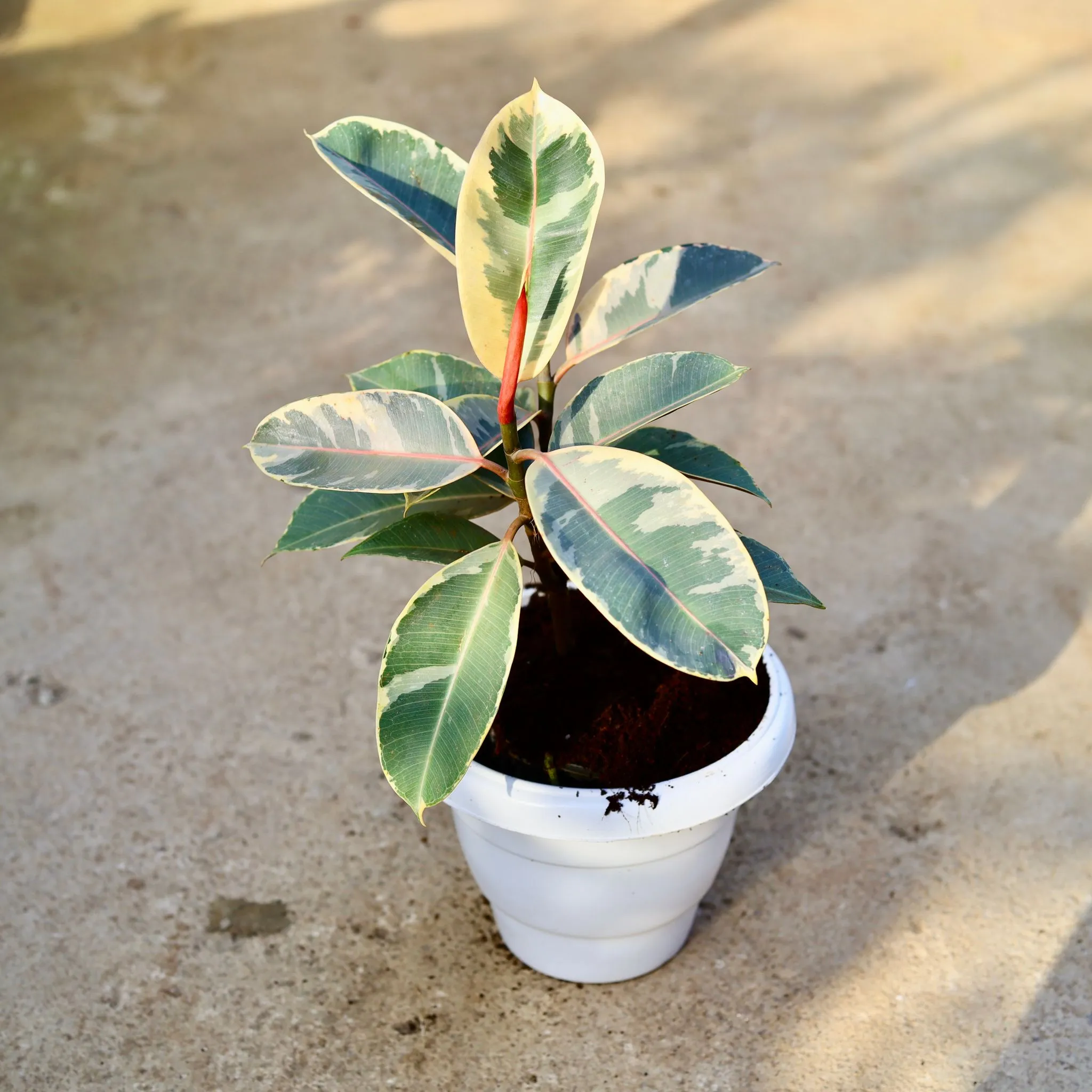 Rubber Variegated in 8 Inch Nursery Pot