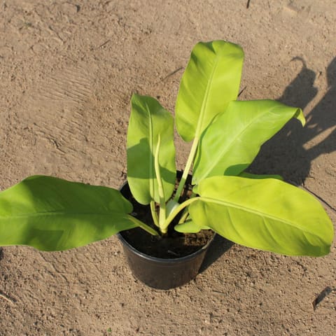Philodendron Golden in 5 Inch Nursery Pot