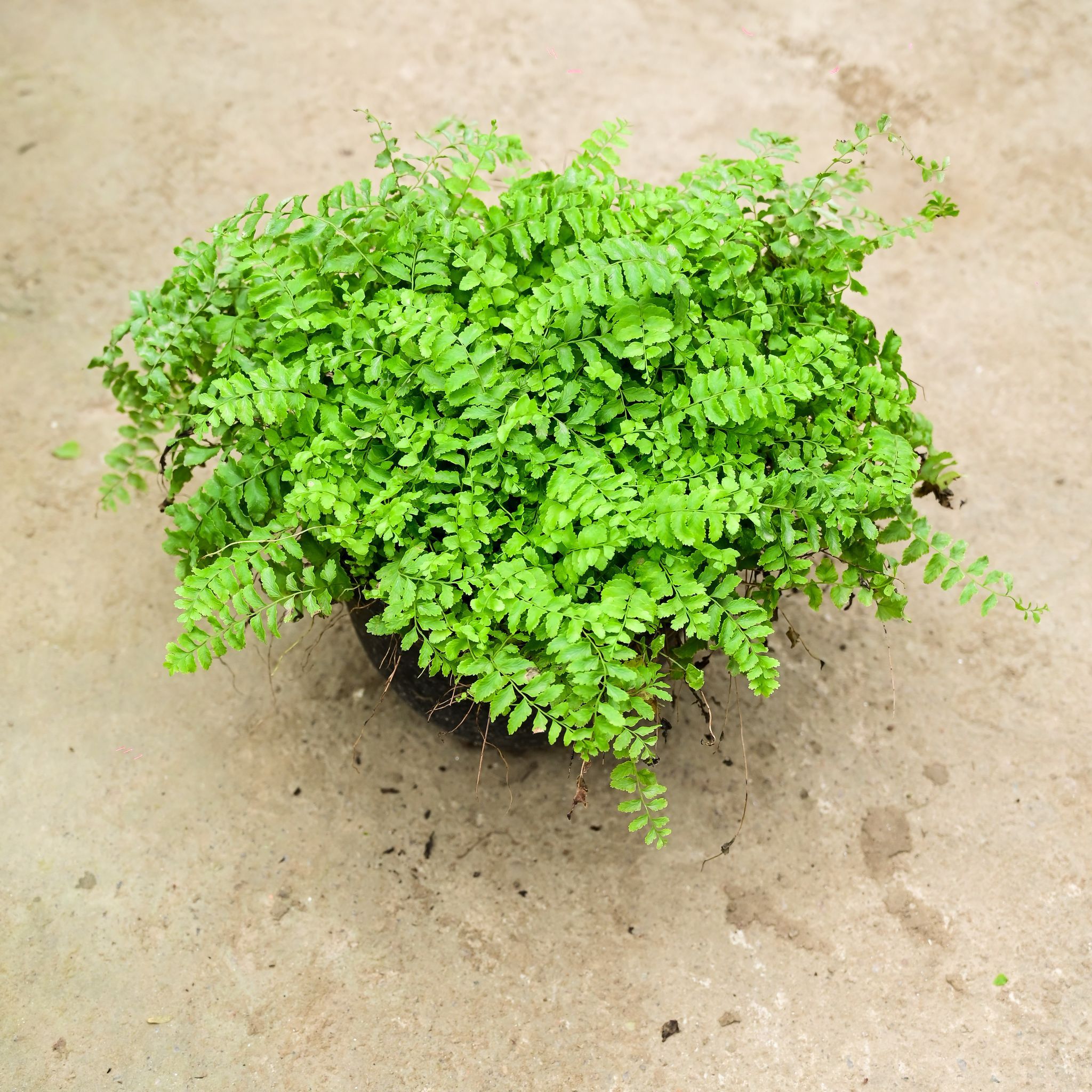 Fern Green Bushy in 8 Inch Nursery Pot