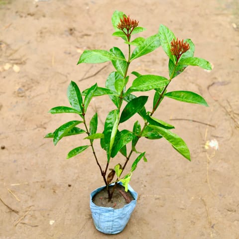 Ixora Red in 6 Inch Nursery Bag