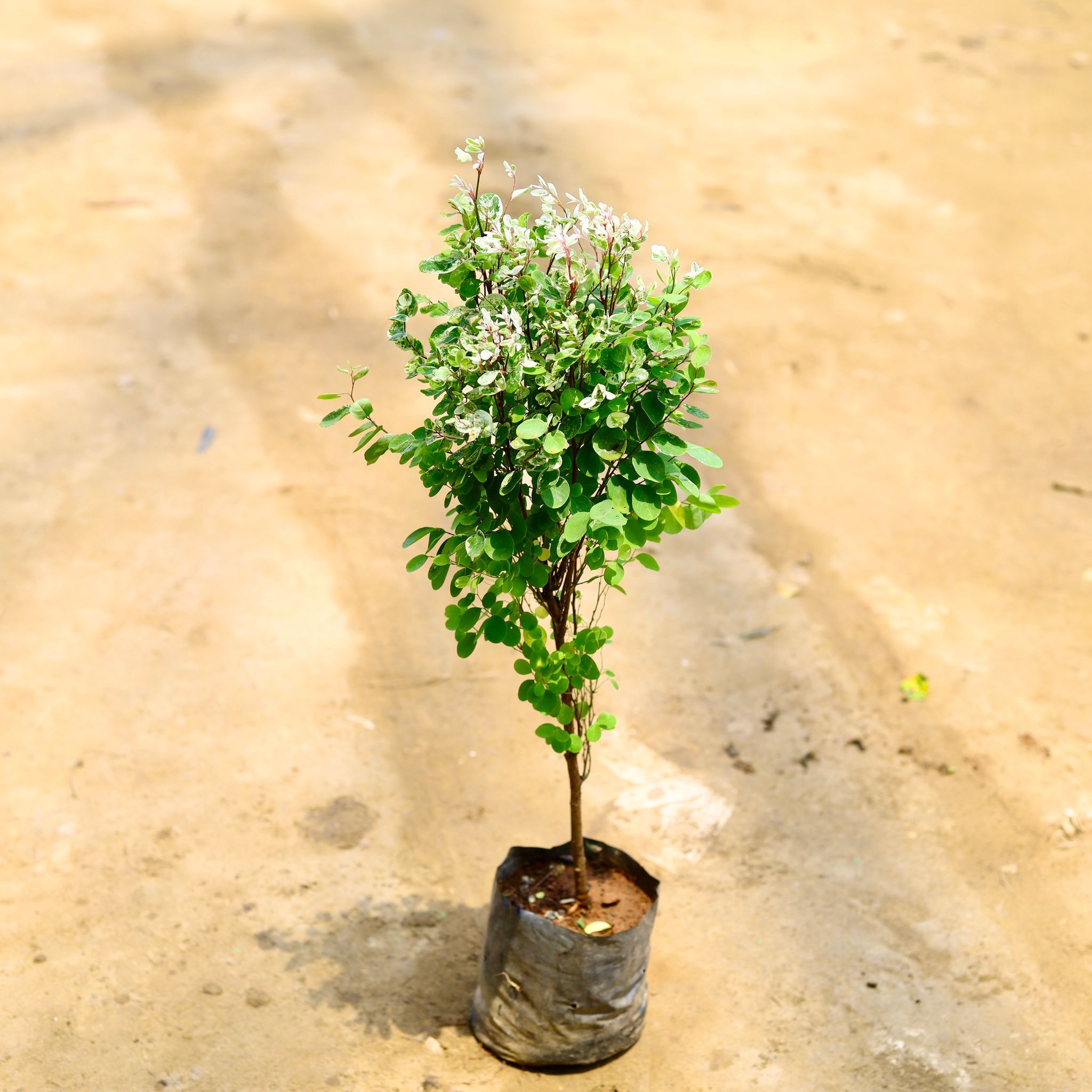 Aralia Snow Bush in 6 Inch Nursery Bag
