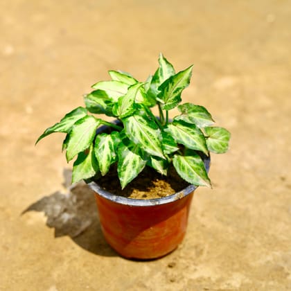 Buy Syngonium Yammi Dwarf in 4 Inch Nursery Pot Online | Urvann.com