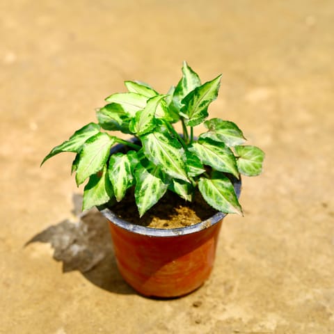 Syngonium Yammi Dwarf in 4 Inch Nursery Pot