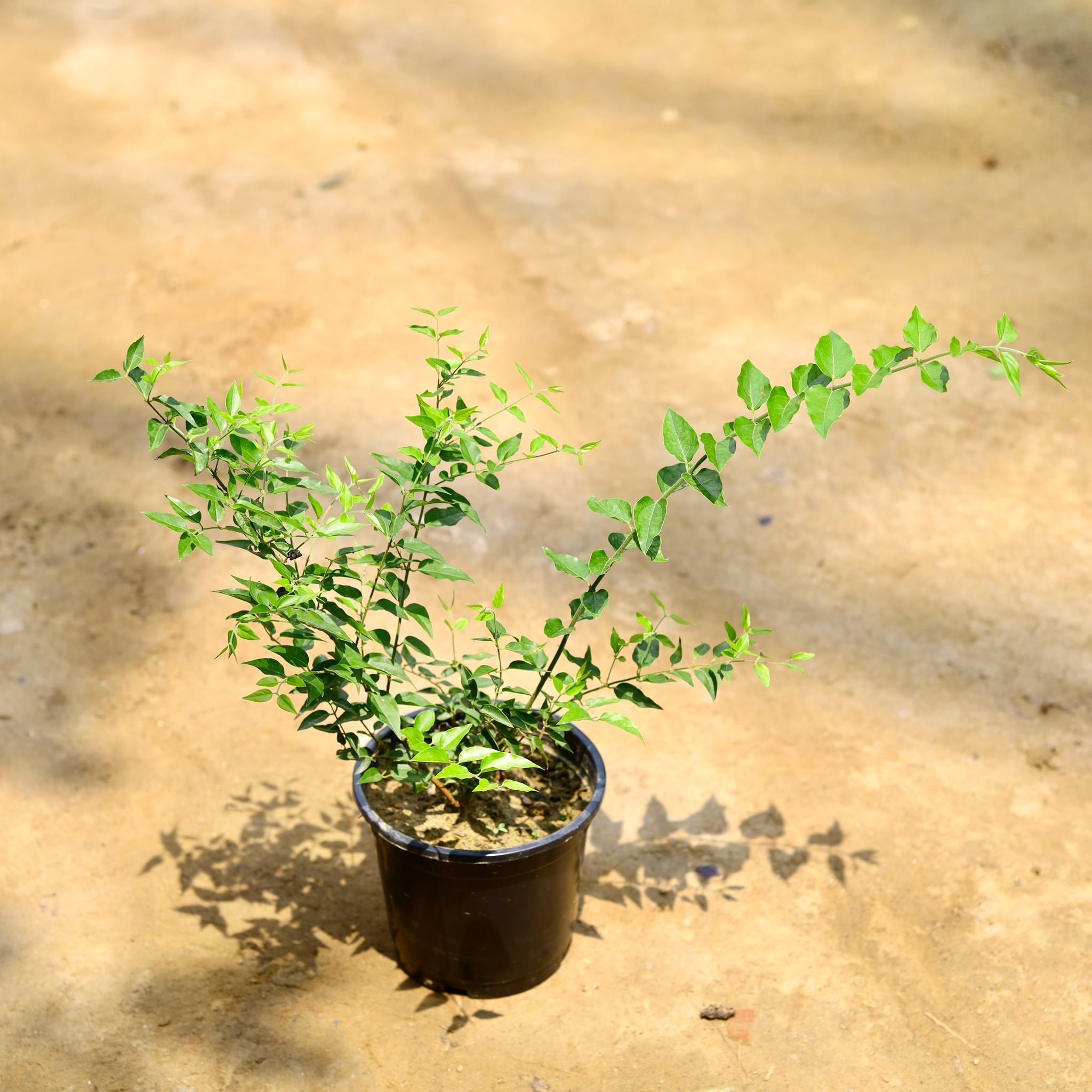 Star Jasmine / Kund Bel White in 6 Inch Nursery Pot
