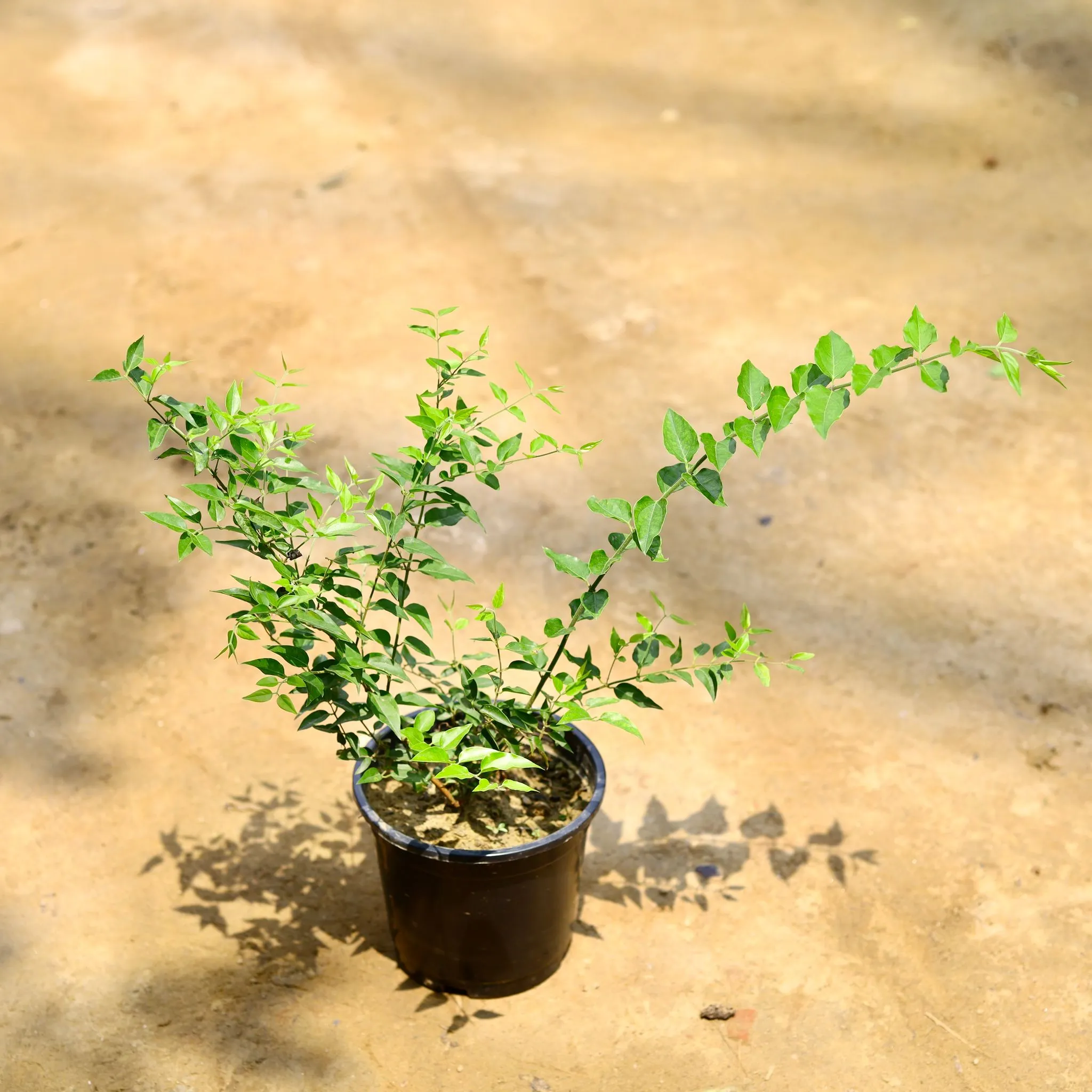 Star Jasmine / Kund Bel White in 6 Inch Nursery Pot