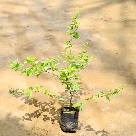 Cherry Fruit Plant in 6 Inch Nursery Bag