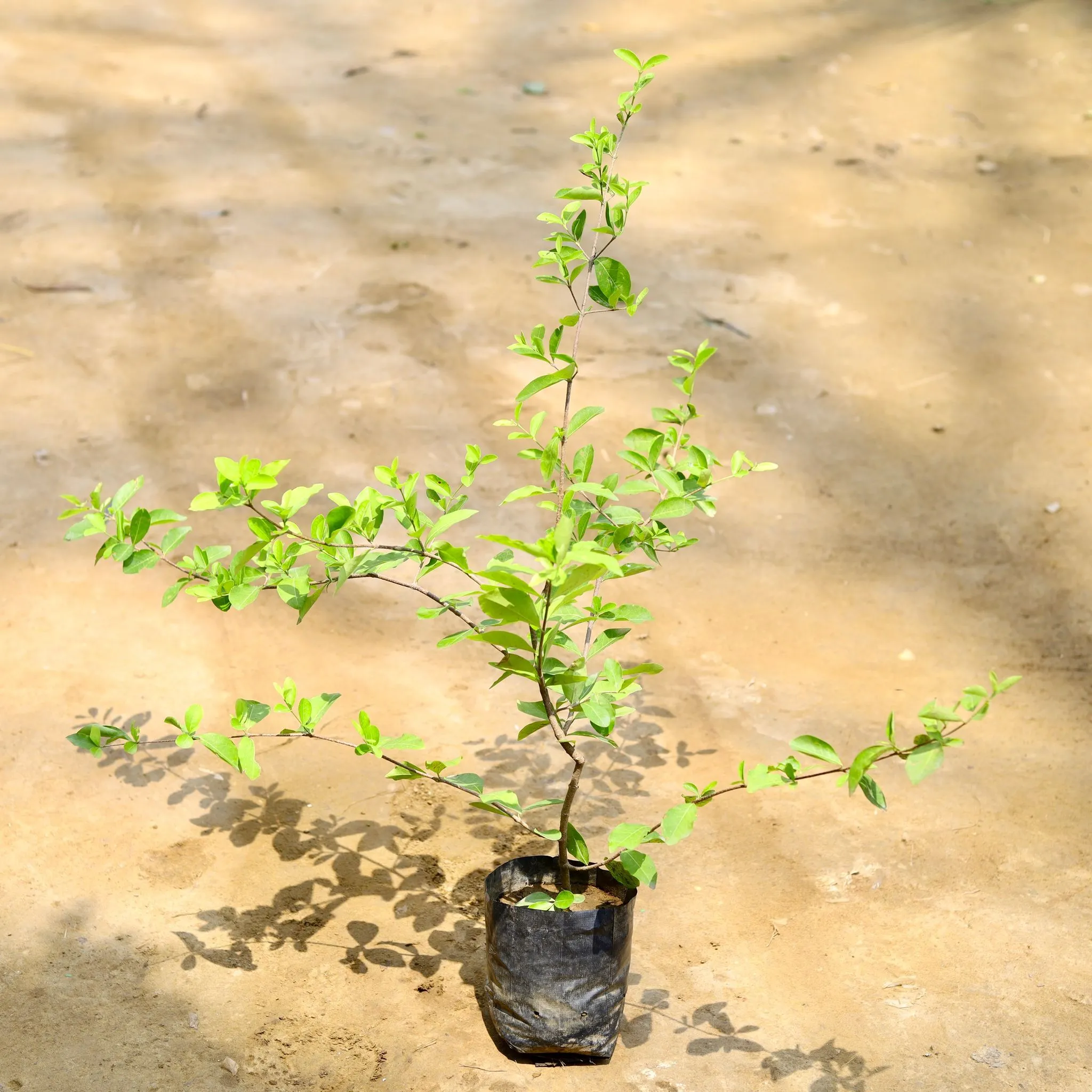 Cherry Fruit Plant in 6 Inch Nursery Bag