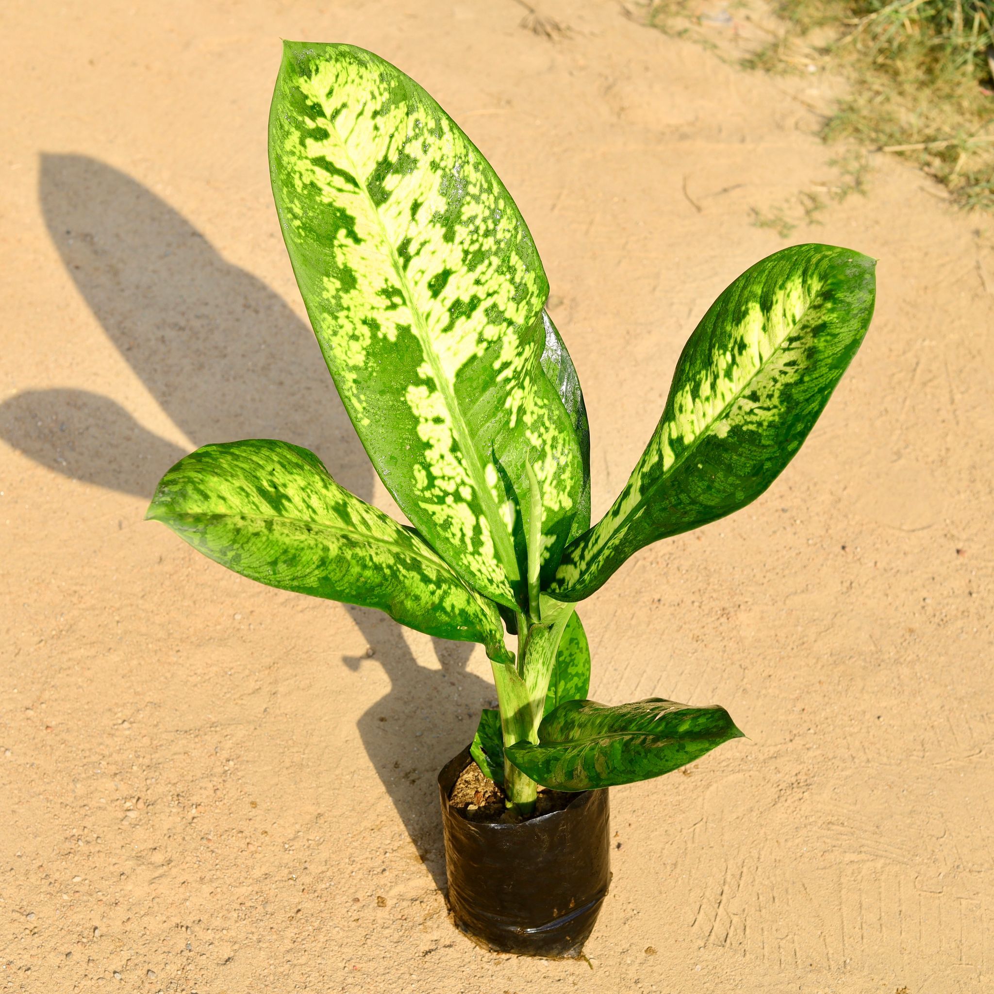 Aglaonema Tiger in 6 Inch Nursery Bag