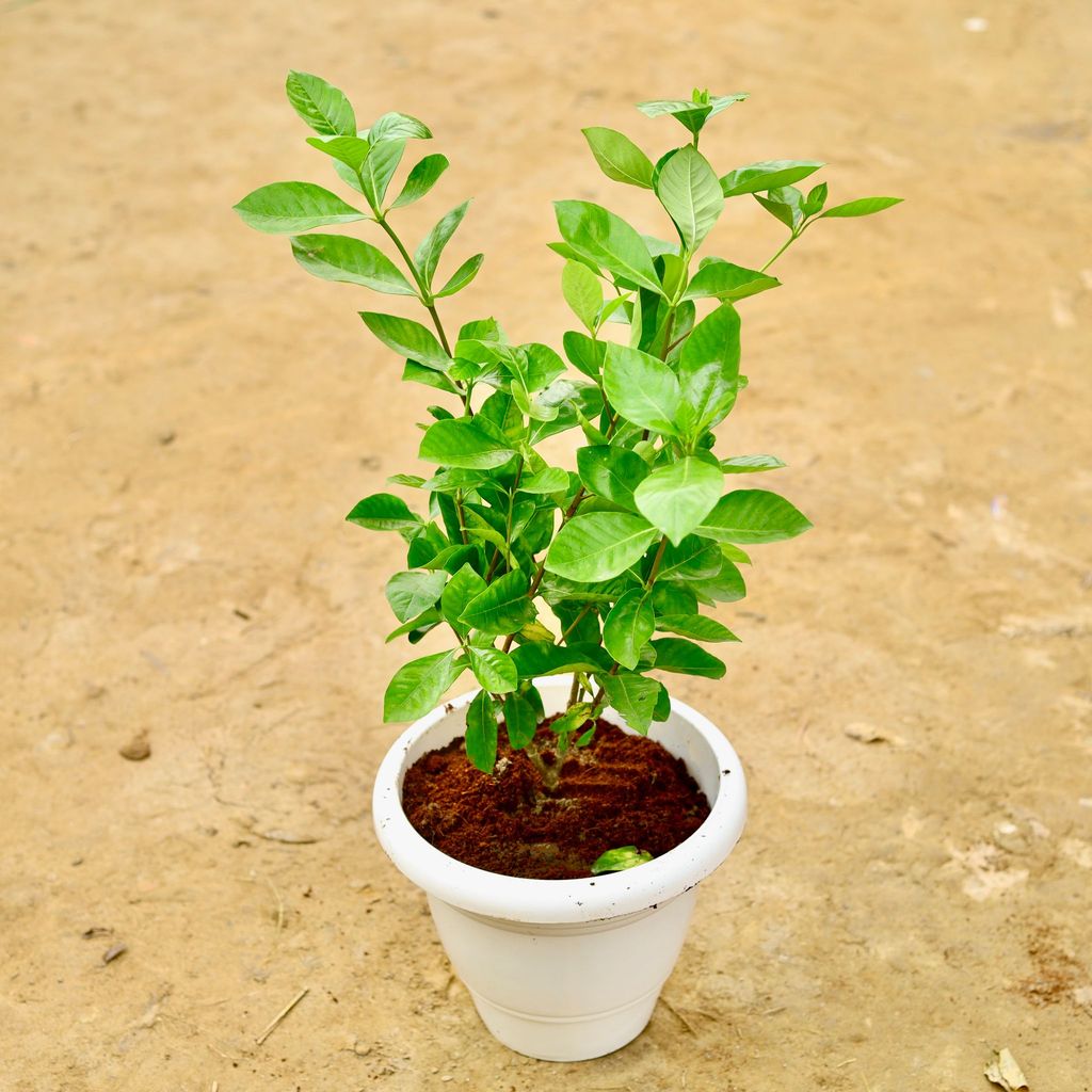 Buy Gandhraj / Gardenia in 10 Inch White Classy Plastic Pot Online | Urvann.com Gandhraj / Gardenia pune in 10 Inch White Classy Plastic Pot